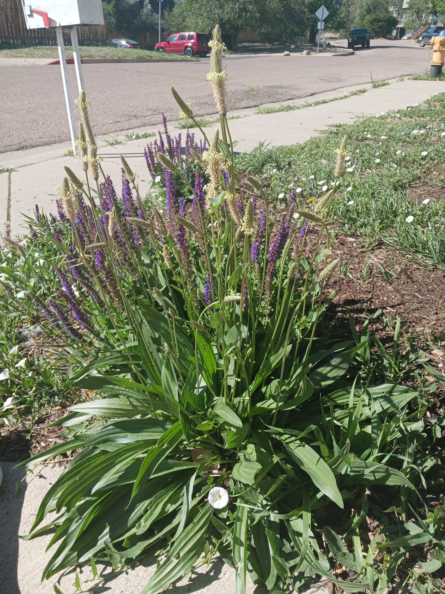 Plantain Bush Mystic Moon Shop