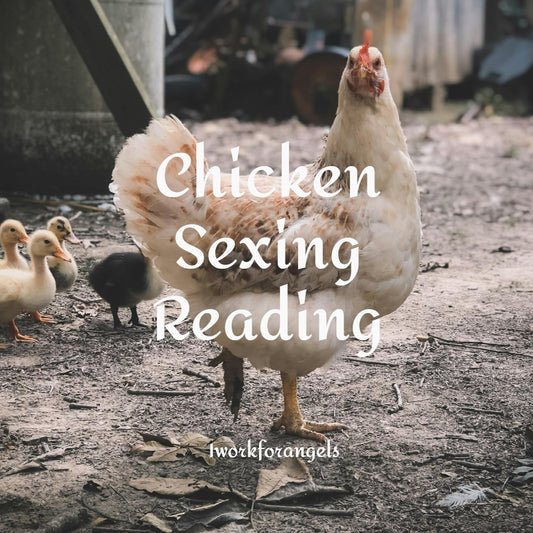 Chicken Sexing Reading