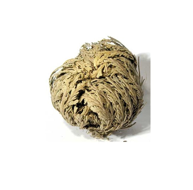 Jericho Flower