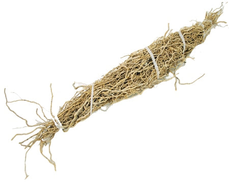 Patchouli Root 1 Root Bundle (Pogostemon cablin)