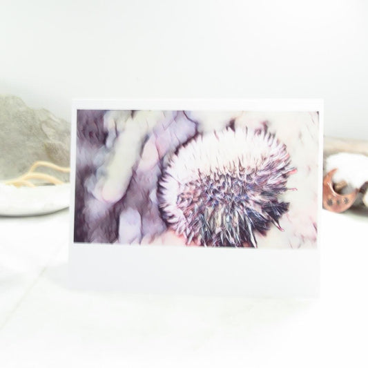 Dandelion Cards