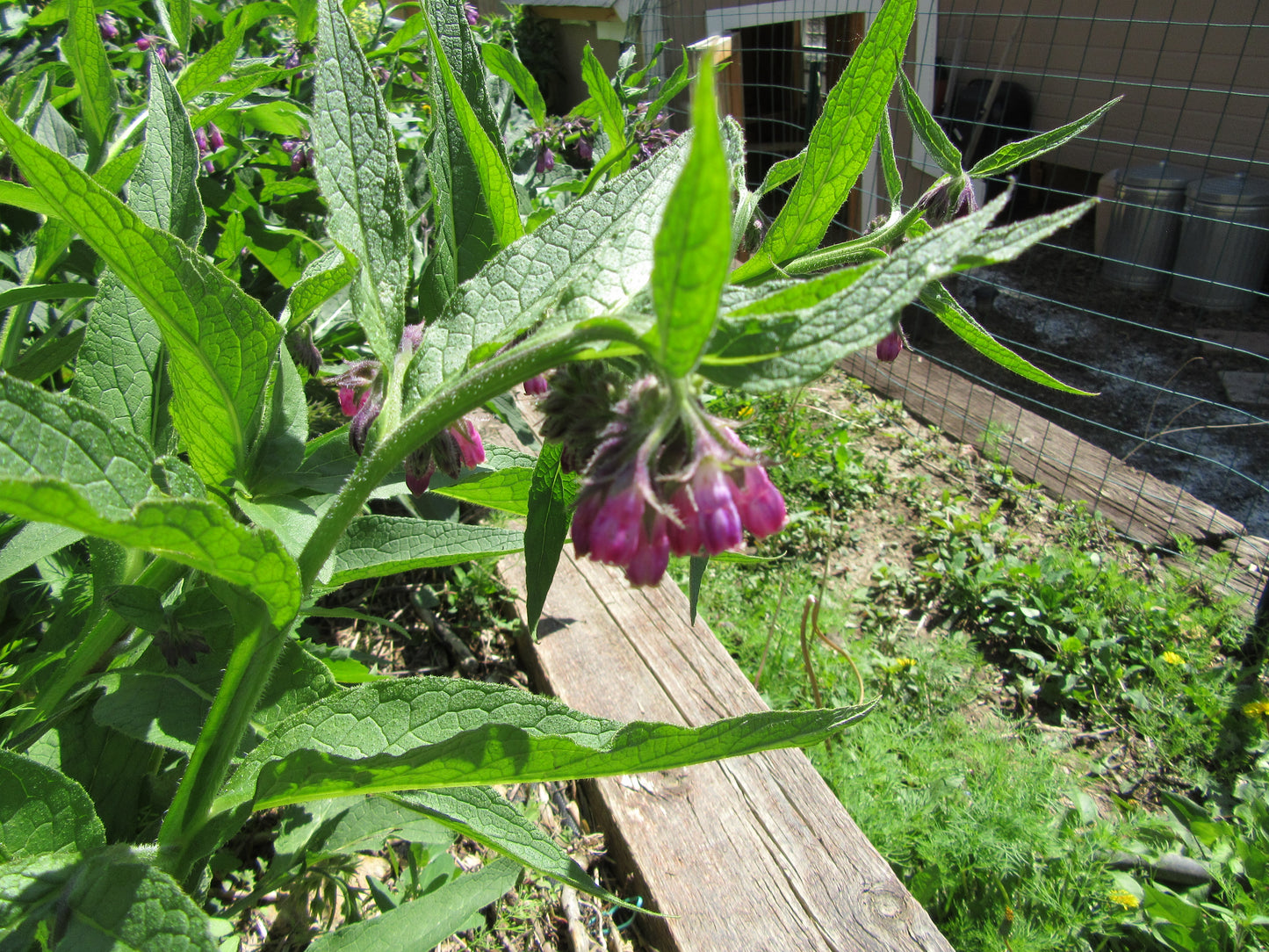 Comfrey Flower 
